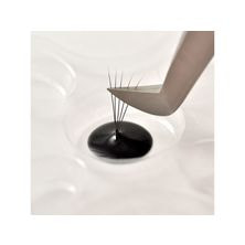 【Lashvoug】グルートレイ