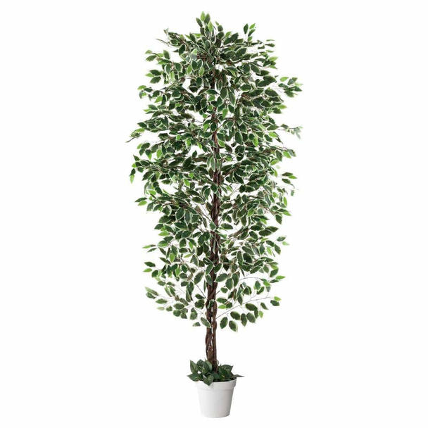 人工樹木 フェイクグリーン ＜ベンジャミングリーンホワイト＞H210cm 1