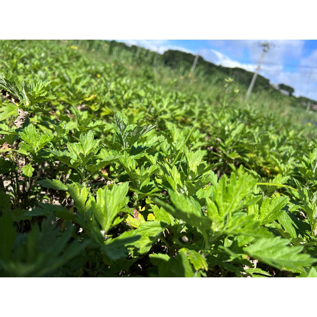 よもぎ茶 720ml 賞味期限2026年 よもぎ茶 720ml 賞味期限2026年 【公式通販】