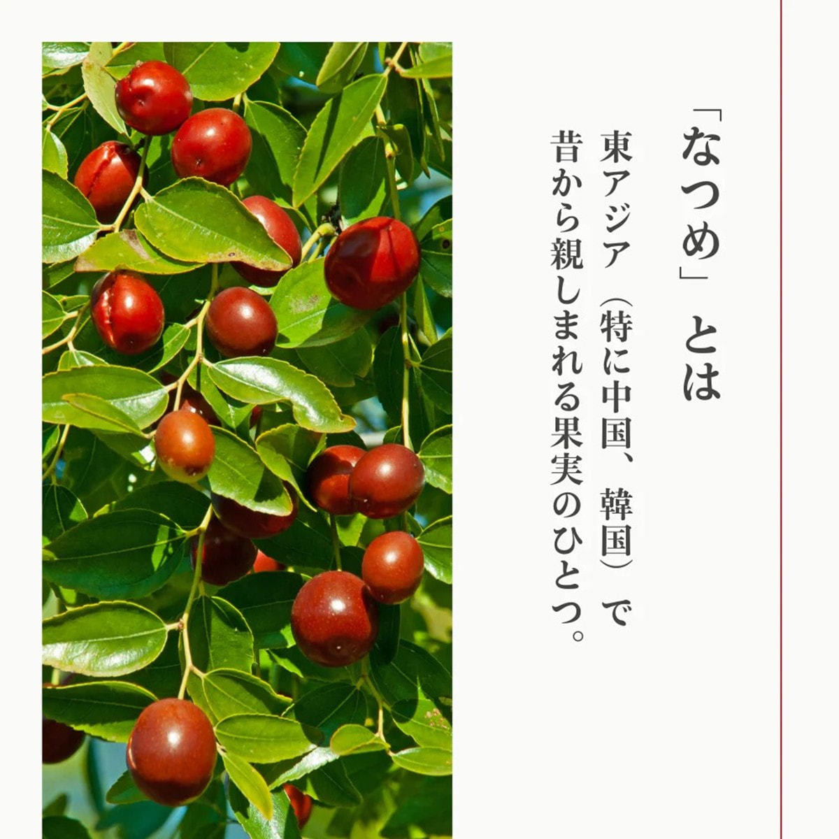 生活の木 なつめのおやつ なつめチップス 40gの通販・卸売り | アイ