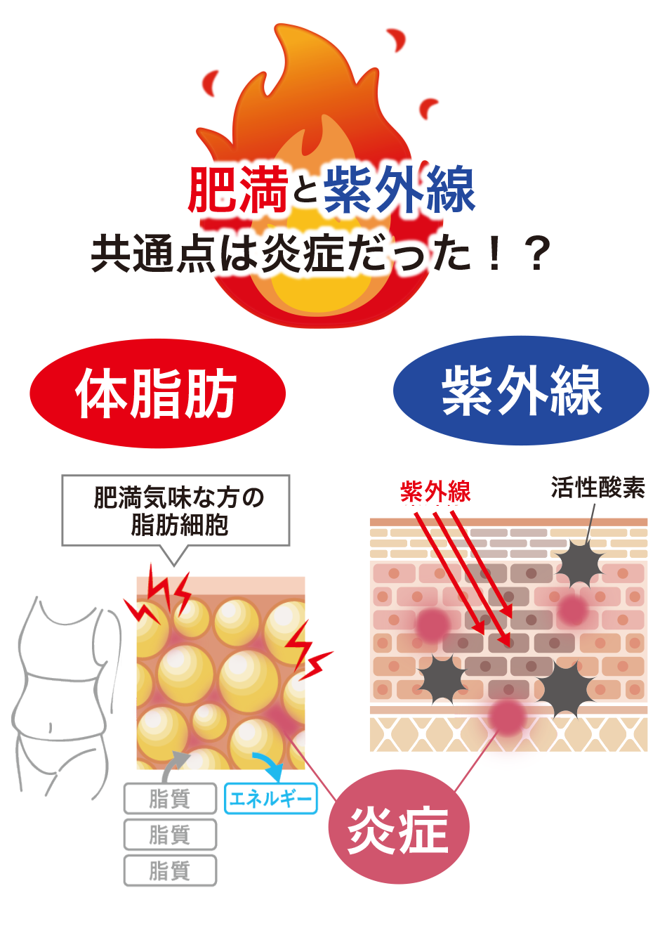 シロカル　大容量2ヶ月分　体脂肪と紫外線をWで対策　ダイエットサプリ　オルト shirocal（シロカル）62粒入り【機能性表示食品】の通販・卸売り